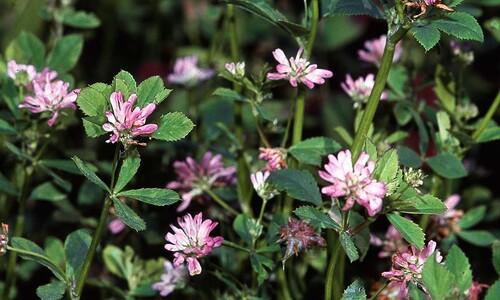 Perzische klaver (Trifolium resupinatum)