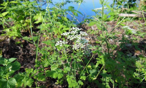 Dolle kervel (Chaerophyllum temulum)