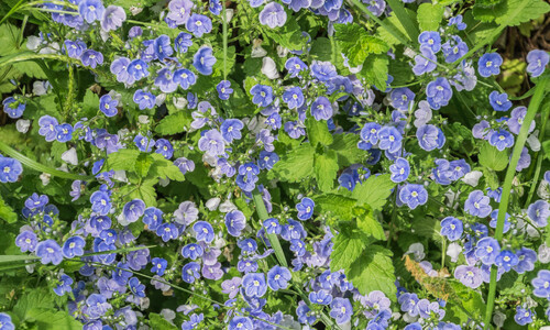 Gewone ereprijs (Veronica chamaedrys)