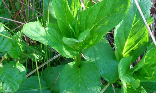 Gevleugeld helmkruid (Scrophularia umbrosa)