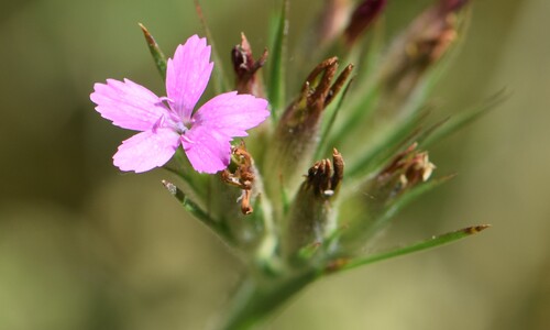 Ruige anjer (Dianthus armeria)
