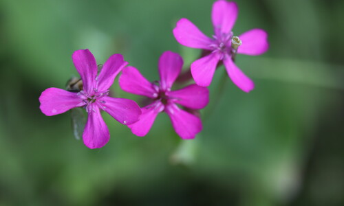 Pekbloem (Silene armeria)