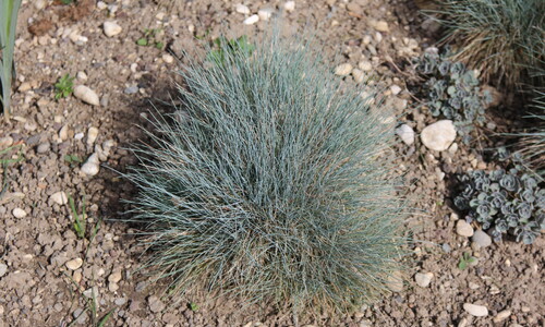 Blauw zwenkgras (Festuca glauca)