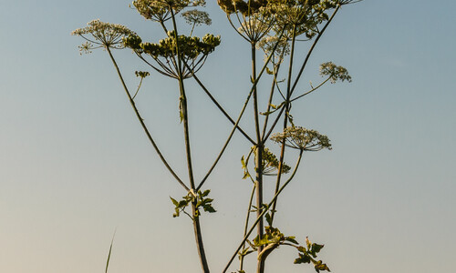 Grote engelwortel (Angelica archangelica)