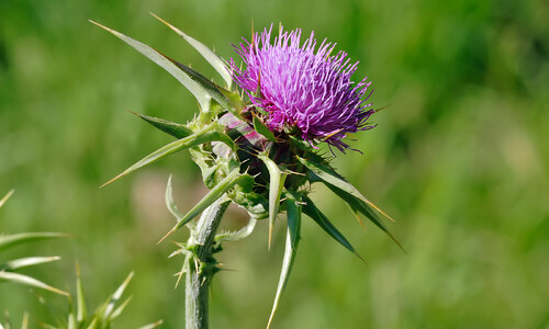 Mariadistel (Silybum marianum)