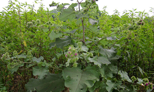 Grote klit (Arctium lappa)