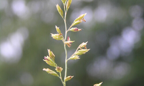Fijn schapengras (Festuca filiformis)