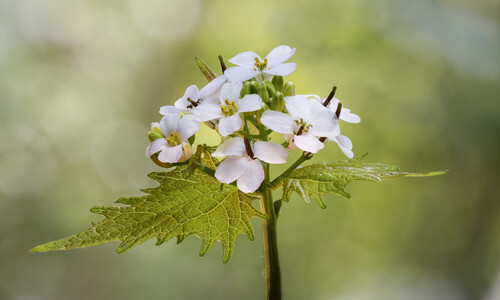 Look-zonder-look (Alliaria petiolata)