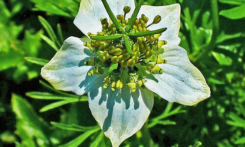 Nigelle (Nigella sativa)
