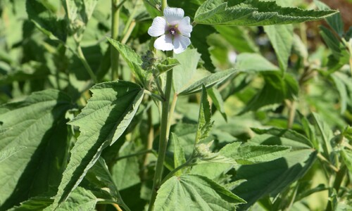 Heemst (Althaea officinalis)