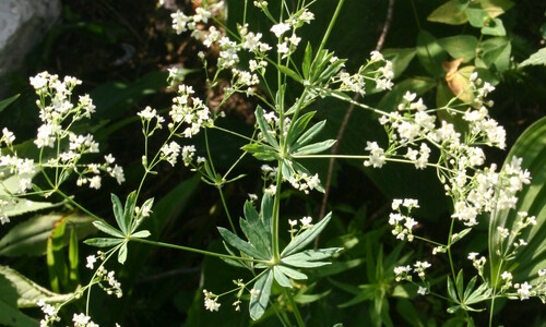 Boswalstro (Galium sylvaticum)