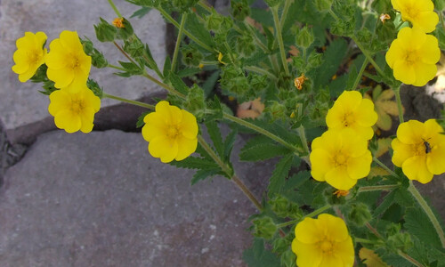 Rechte ganzerik (Potentilla recta)