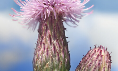Akkerdistel (Cirsium arvense)