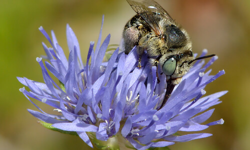 Zandblauwtje (Jasione montana)