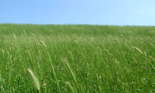 Veldgerst (Hordeum secalinum)