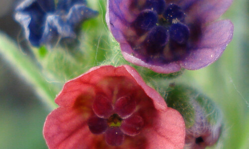 Veldhondstong (Cynoglossum officinale)