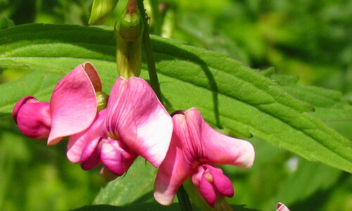 Aardaker (Lathyrus tuberosus)