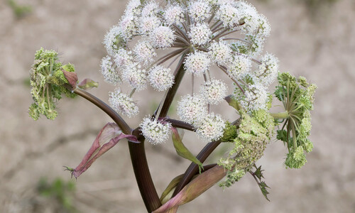 Gewone engelwortel (Angelica sylvestris)