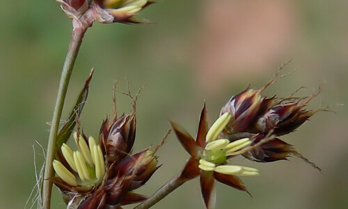 Gewone veldbies (Luzula campestris)