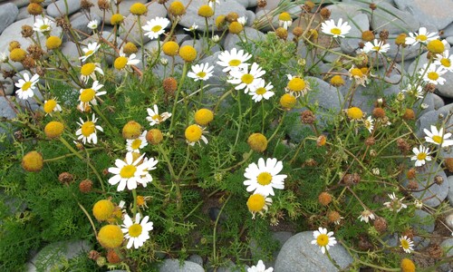 Reukeloze kamille (Tripleurospermum maritimum)