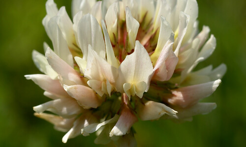 Witte klaver (Trifolium repens)