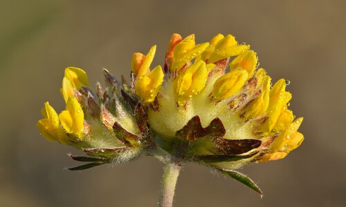 Wondklaver (Anthyllis vulneraria)