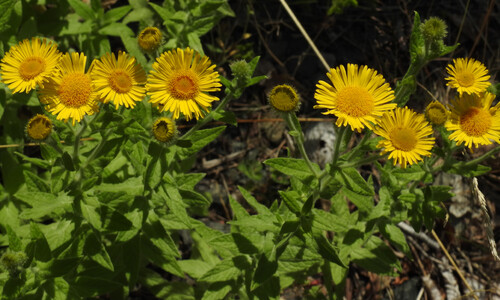 Heelblaadjes (Pulicaria dysenterica)