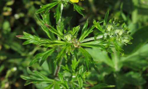 Viltganzerik (Potentilla argentea)