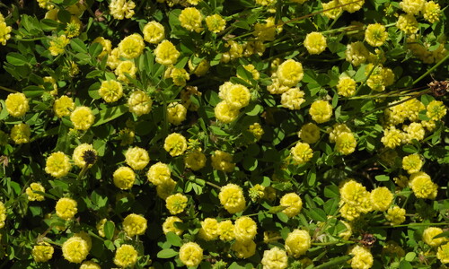 Liggende klaver (Trifolium campestre)