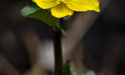 Gewone dotterbloem (Caltha palustris ssp. palustris)