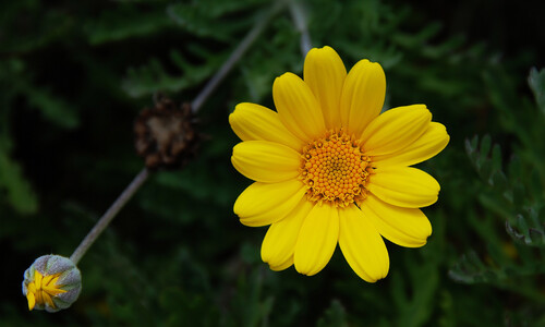 Gele kamille (Anthemis tinctoria)