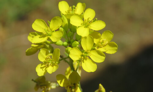 Zwarte mosterd (Brassica nigra)