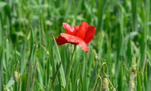 Grote klaproos (Papaver rhoeas)