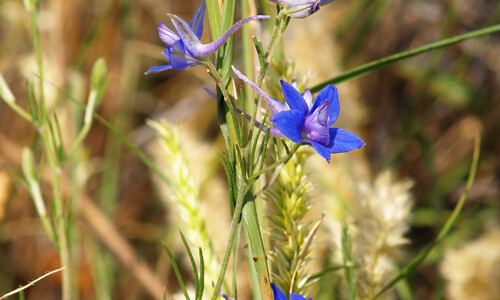Wilde ridderspoor (Consolida regalis)