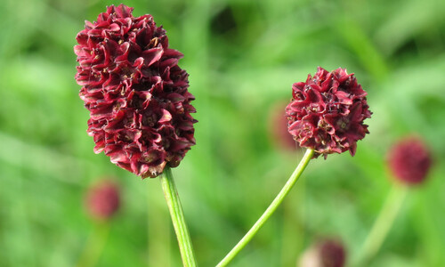 Grote pimpernel (Sanguisorba officinalis)