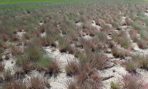 Buntgras (Corynephorus canescens)