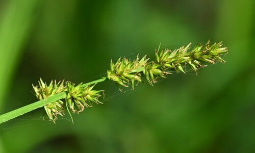 Voszegge (Carex vulpina)