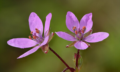 Reigersbek (Erodium cicutarium)
