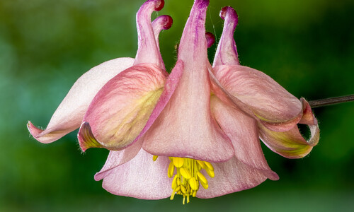 Wilde akelei (Aquilegia vulgaris)