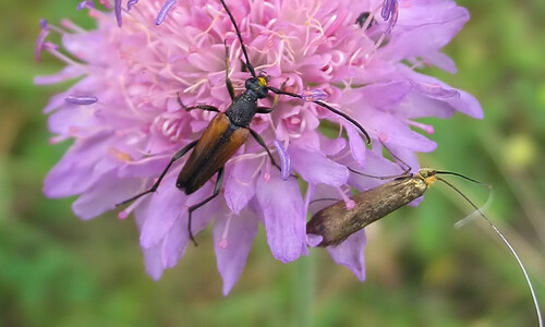 Beemdkroon (Knautia arvensis)