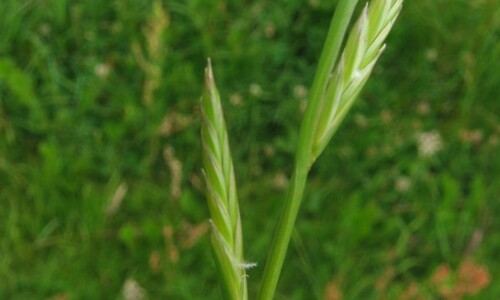 Italiaans raaigras (Lolium multiflorum)