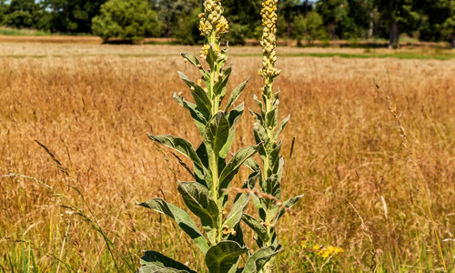 Koningskaars (Verbascum thapsus)