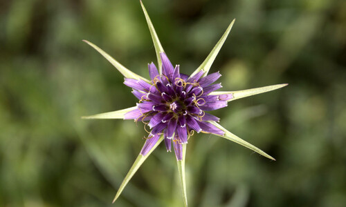 Paarse morgenster (Tragopogon porrifolius)