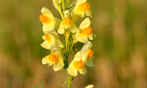 Vlasbekje (Linaria vulgaris)