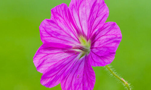 Bloedooievaarsbek (Geranium sanguineum)