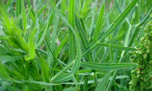 Sikkelkruid (Falcaria vulgaris)