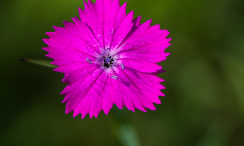 Kartuizer anjer (Dianthus carthusianorum)