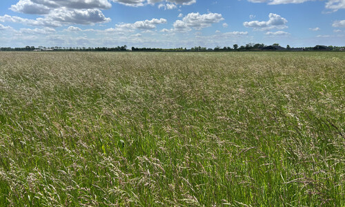 Rietzwenkgras (Schedonorus arundinaceus)
