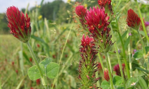 Incarnaatsklaver (Trifolium incarnatum)