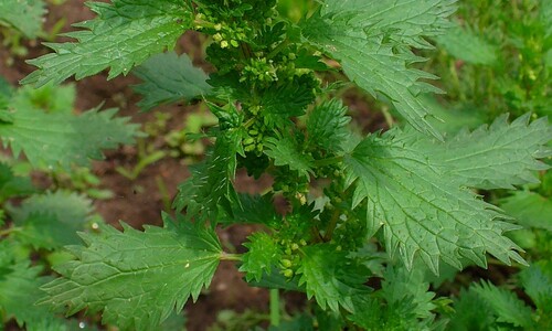 Kleine brandnetel (Urtica urens)